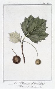 The Western Plane (Platanus occidentalis) - i "Övningar i botanik för bruk av handlare", redigerad av JC Philibert, Imprimerie de Crapelet, Paris av Unknown artist
