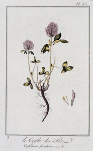 Le Clover des Meadows (Trifolium pratense) - i "Exercises in botany for the use of traders", redigerad av J.C. Philibert, Imprimerie de Crapelet, Paris av Unknown artist