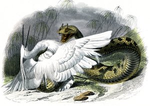 Le ceraste (Vipera cerastes) - Tallrik från Natural History av Bernard Germain de Lacepede (1856-1925), upplaga P.Furme, Paris av Unknown artist