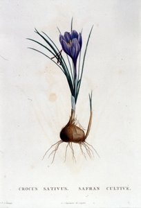Saffran (Crocus sativus) efter Botanique di J. Rousseau, Paris 1822. av Unknown artist