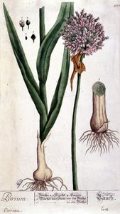 Purjolök - botanisk tavla av Unknown artist