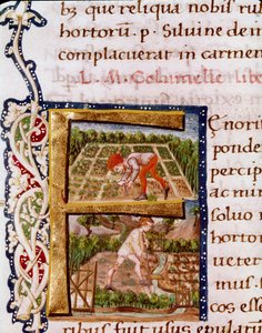 Lettrin F från kapitlet om trädgårdsodling: scener av strandning och bevattning. Miniatyr tagen från "" De re rustica"" av agronomen Lucius Iunius Moderatus Columella (1:a århundradet) (Ms.E-39). 1400-talet. Rom, Biblioteca Vallicelliana av Unknown artist