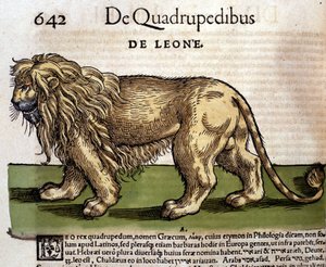 Lejon efter Historia Animalium av Conrad Gesner, Tiguri 1560. Biblioteca Nazionale Braidense. Milano av Unknown artist