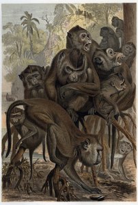Makaker (Macaca) (Cercopithecinae) - gravyr från "" Brehms djurliv"" av Alfred Edmund Brehm (1829-1884) av Unknown artist