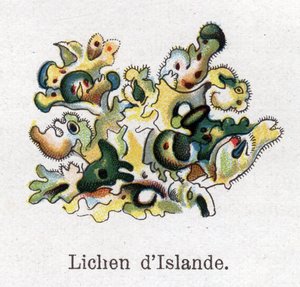 Medicinal- och matbotaniska växter: Islandlav. Gravyr i "" La medication naturelle"", av Friedrich Eduard Bilz (1842-1922) av Unknown artist