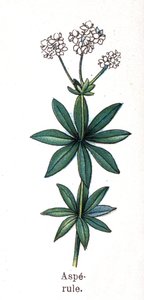Läkemedel och mat botaniska växter: asperula. Gravyr i "" La medication naturelle"", av Friedrich Eduard Bilz (1842-1922) av Unknown artist