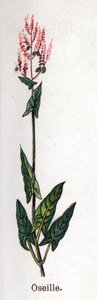Läkemedel och mat botaniska växter: syra. Gravyr i "" La medication naturelle"", av Friedrich Eduard Bilz (1842-1922) av Unknown artist