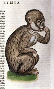 Apa efter Historia Animalium av Conrad Gesner, Tiguri 1560. Biblioteca Nazionale Braidense. Milano av Unknown artist