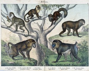 Apor: apor... - i "" Natural histories of mammals"", red. Schreiber av Unknown artist