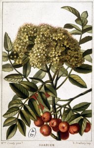 Bergaska - botanisk tavla av Unknown artist