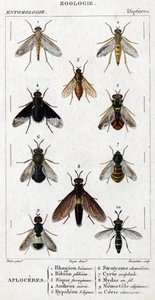 Naturhistorisk styrelse. Entomologi. Dipteres familj. Aploceres: 1. Rhagion bok; 2. Plebeien bion; 3. Järnhaltig Sic; 4 Anthrax morio; 5. Hypoleon 63 linjer; 6. Stratyome kameleont; 7; Cyrte acefal; 8. Mydas i tråd; 9. Utiginous nemotele; 10. clavicorn ce av Unknown artist