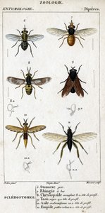 Naturhistorisk styrelse. Entomologi. Dipteres familj. Sklerostome: 6. Grå stomox; 7. Näbb rhingia; 8. Blindande krysopsid; 8a. profilhuvud; 9. Taon negre; 9a. profilhuvud; 10. Crabroniforme asyl; 10a. profilhuvud; 11. Emboid håriga ben; n.a. av Unknown artist