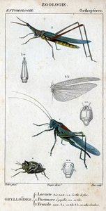 Naturhistorisk styrelse. Entomologi. Familj av ortoptrar. Grylloides: 1. gräshoppor mycket grön. 1.a. det främre huvudet; 2. Pneumore har smaklökar; 2.a. dess huvud; 3. Nasu truxal; 3.a. huvud; 3.b. förlängda vingar. av Unknown artist