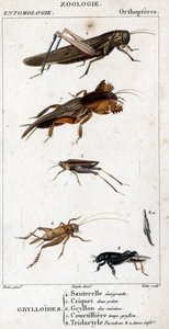 Naturhistorisk styrelse. Entomologi. Familj av ortoptrar. Grylloides: 4. Emigrerande gräshoppa; 5. Gräshoppa två poäng; 6. Gryllon från köken; 7. Gryllon mol buljong; 8. Tridactyl paradox; 8a. sämre tarsus. av Unknown artist