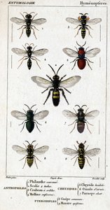 Naturhistorisk styrelse. Entomologi. Hymenopteres familj. Antofiler: 1. Filantkrona; 2. Scile 4 fläckar; 3. Screening crabron; 4 Melline ruficorne. Chryside: 5. Lugnande Chryside; 6. Hjärnomalum; 7. Parnope kött. Pterodiples: 8. gemensamt område; 9. Masar av Unknown artist