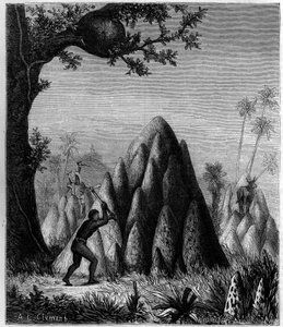 Bo av den "krigslika termiten" och "trädens termit"" i Afrika. Gravyr i "" La Nature: revue des sciences et de leurs applications aux arts et a l