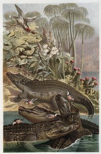 Nilkrokodil - Nilkrokodilen (Crocodylus niloticus) - gravyr från "" Brehms djurliv"" av Alfred Edmund Brehm (1829-1884) av Unknown artist