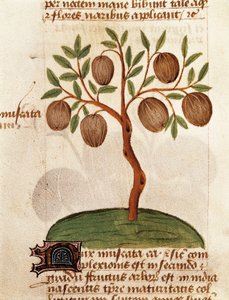 Muskotnöt, Beskrivning av medicinalväxter och hur man förbereder dem. Sida från manuskriptet "Treatise on herbs" (Tractatus de herbis) av Pedanius Dioscorides av Unknown artist