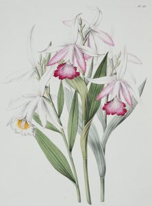 Orkidé: Sobralia liliastrum från "Sertum Orchidaceum" av Unknown Artist