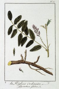 Ordinary liquisse (Glycyrrhiza glabra) - i "Exercices in botany for the use of traders", redigerad av J.C. Philibert, Imprimerie de Crapelet, Paris av Unknown artist