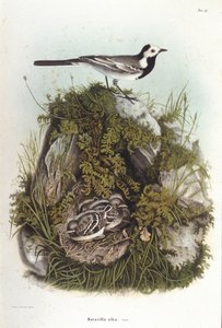 Ornitologi: en grå bergeronnet (motacilla alba) nära sina ungas bo. 1800-talets zoologinämnd av Unknown artist