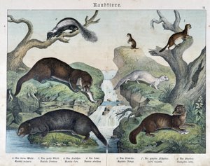 Uttrar, illrar, vesslor... - i "Natural histories of mammals"", red. Schreiber av Unknown artist