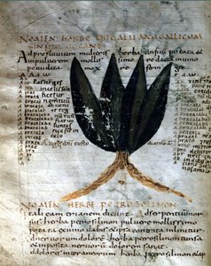 Sida i manuskriptet av Apulee (Lucius Apuleius) (ca 125-ca 180), "På örternas styrka", 800- eller 900-talet. Lucca, statsbiblioteket. av Unknown artist