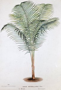 Palm Cocos Weddelliana (Brasilien) - Botanisk tavla av Unknown artist