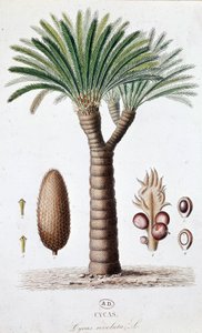 Palm Cycas Revoluta - Botanisk tavla av Unknown artist