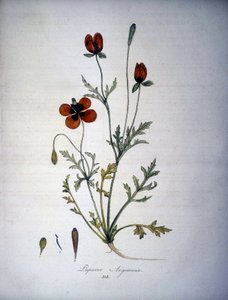 Papaver Argemone (blomma och växt av vallmo argemone). 1800-tals herbarium. av Unknown artist