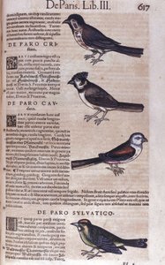 Passereaux in Historia Animalium av Conrad Gesner (1516 - 1565), Tiguri av Unknown artist