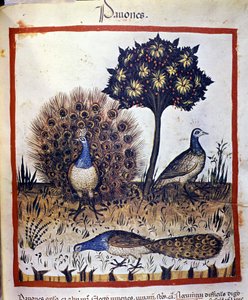 Påfåglar representerade i "Tacuinum Sanctum" av Unknown artist