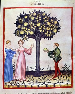 Plocka cedrat, frukt av cedratier. Belysning från mjölkning av medicin och diet "" Tacuinum sanitatis"" av Unknown artist
