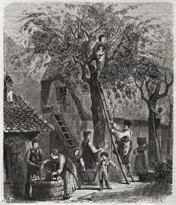 Plocka körsbär - Plocka körsbär - gravyr av 1860 - av Unknown artist