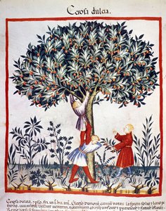 Plocka körsbär. Belysning från mjölkning av medicin och diet "" Tacuinum sanitatis"" av Unknown artist