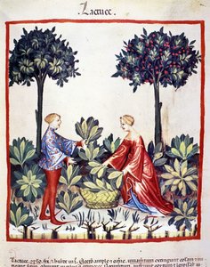Plocka sallad. Belysning från mjölkning av medicin och diet "" Tacuinum sanitatis"" av Unknown artist