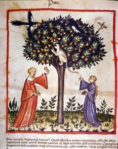 Plocka päron. Belysning från mjölkning av medicin och diet "" Tacuinum sanitatis"" av Unknown artist