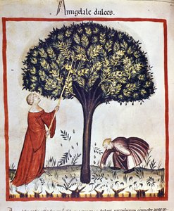 Plocka sötmandel. Belysning från mjölkning av medicin och diet "" Tacuinum sanitatis"" av Unknown artist