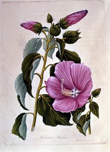 Rosa ibiscus. Botanisk styrelse. Gravyr. av Unknown artist