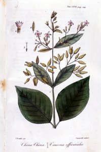 Tallrik av Quinquina (Cinchona Officinalis). av Unknown artist