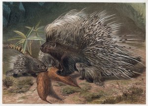 Pork epic a crete (porc-epic) - The crested porcupine (Hystrix cristata) - gravyr från "" Brehms Life of Animals"" av Alfred Edmund Brehm (1829-1884) av Unknown artist