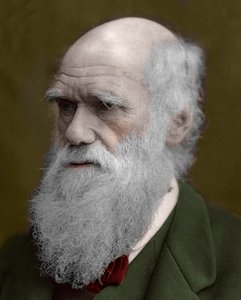 Porträtt av Charles Darwin av Unknown artist