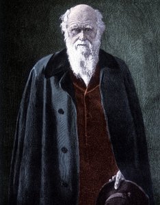 Porträtt av Charles Darwin, brittisk naturforskare (1809 - 1882) av Unknown artist