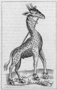 Porträtt av en giraff. (Efter Pierre Belon av Unknown artist