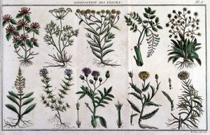 Tillhandahållande av blommor: i "" Flora Françoise, eller en kort beskrivning av alla växter som växer naturligt i Frankrike, arrangerade enligt en ny analysmetod till vilken vi bifogar citatet om deras mindre tvetydiga dygder inom medicin och deras använd av Unknown artist