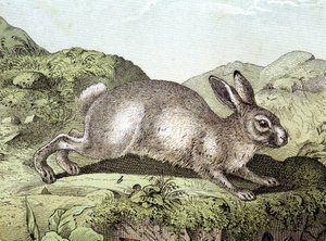 Kanin - i "Natural History of Mammals", red. Schreiber av Unknown artist