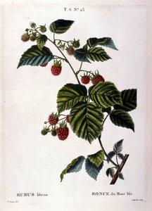 Hallon och frukt: 1800-tals botaniska tavla. av Unknown artist