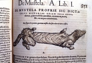 Representation av en mustella (familj av musslor) relaterad till vesslan - i Historia Animalium av Conrad Gesner (1516 - 1565), Tiguri av Unknown artist