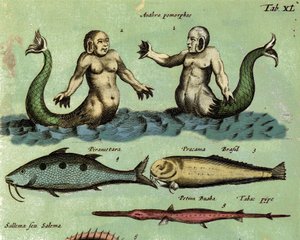 Representation av en siren och en triton, en fantastisk marin varelse som beskrivs i en zoologiatlas. Detalj. 1600-talet av Unknown artist