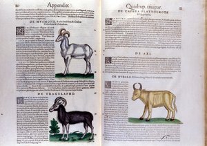 Representation av får, buffel... - i Djurens historia av Conrad Gesner (1516 - 1565), Tiguri av Unknown artist